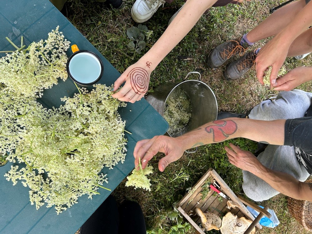 Partcipants working around a table that has freshly cut elderflowers on it.